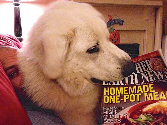 
“Here’s our own steadfast homestead companion, Odie, wanting to read the article about livestock guardians for himself. Odie is a rescue dog from our local animal shelter. He’s a Great Pyrenees and possibly part German Shepherd. Because of Odie’s presence, we feel safe and confident that nothing will enter our domain as long as he’s on guard.” — Sara Davis; Lexington, N.C.
